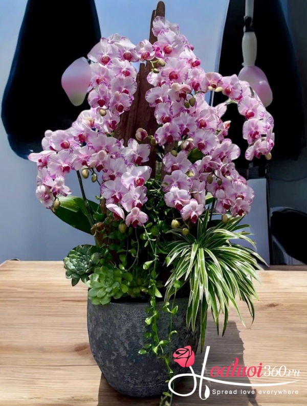 Lan hồ điệp ghép lũa - Hồng ngọc đa sắc