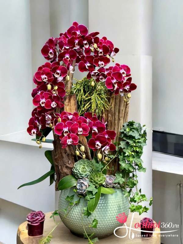 Lan hồ điệp ghép lũa - Hồng phúc đại cát