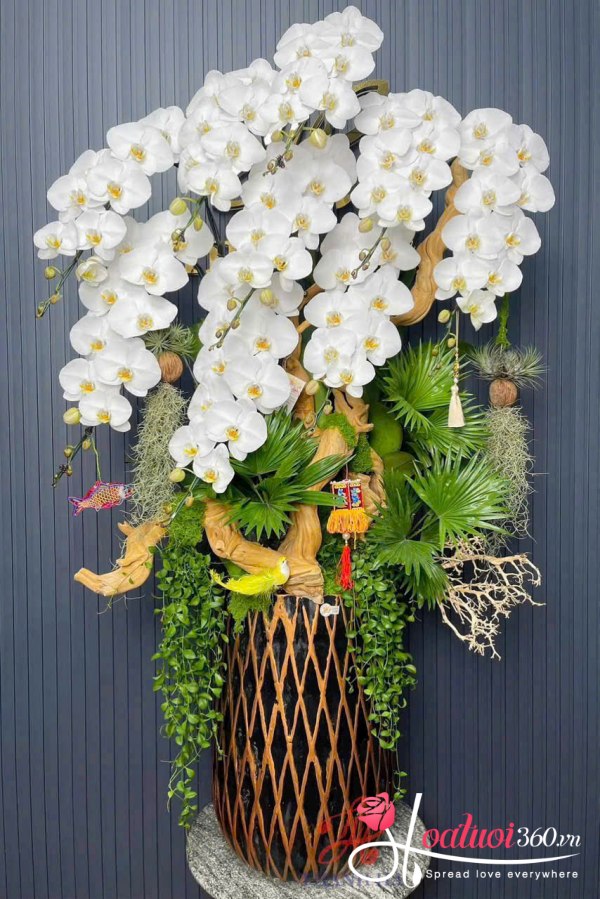 Lan hồ điệp ghép lũa - Khởi sự thuận buồm