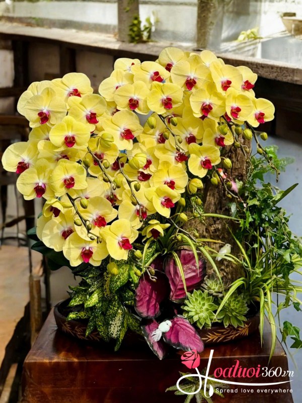 Lan hồ điệp ghép lũa - Kim quang trường cửu