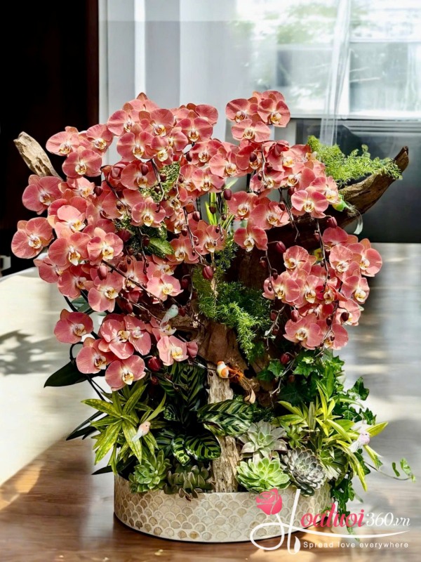 Lan hồ điệp ghép lũa - Mùa yêu nở rộ