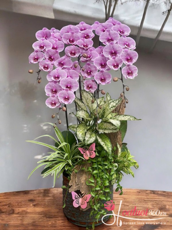 Lan hồ điệp ghép lũa - Ngũ phúc tím