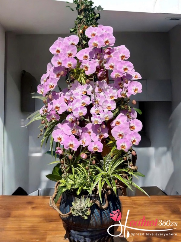 Lan hồ điệp ghép lũa - Phúc lộc giao thoa