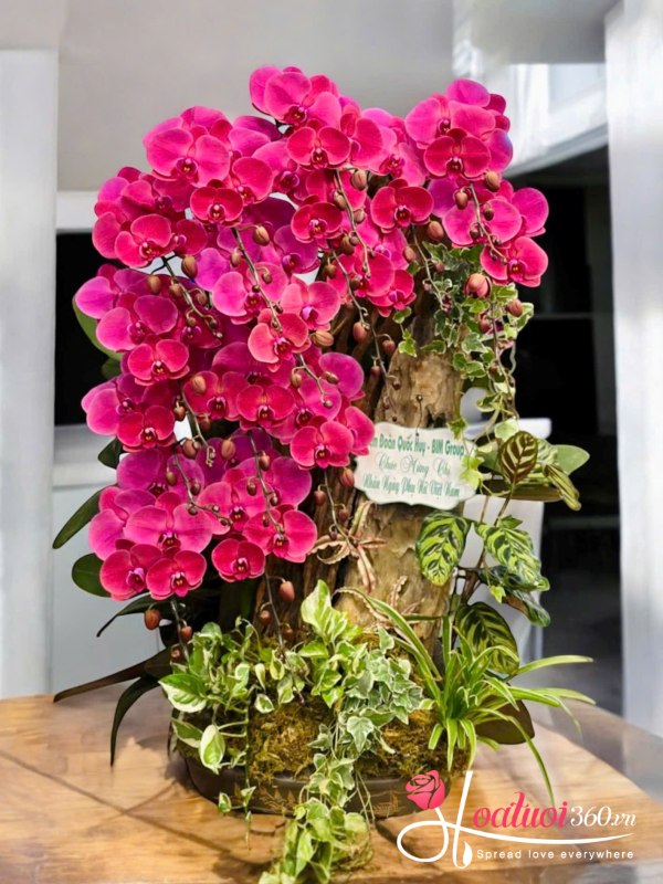 Lan hồ điệp ghép lũa - Quý nhân phù trợ