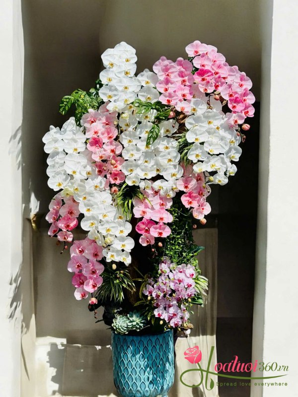 Lan hồ điệp ghép lũa - Song hỷ lâm môn