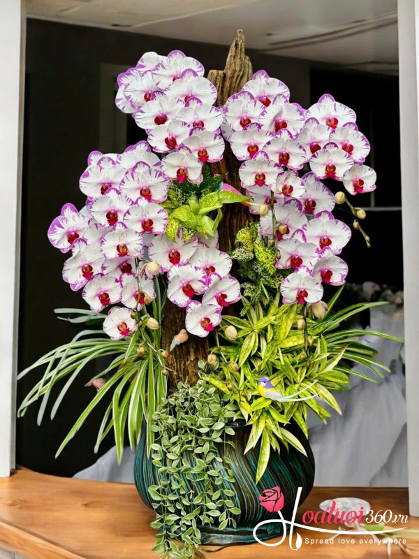 Lan hồ điệp ghép lũa - Sóng xanh tài vượn