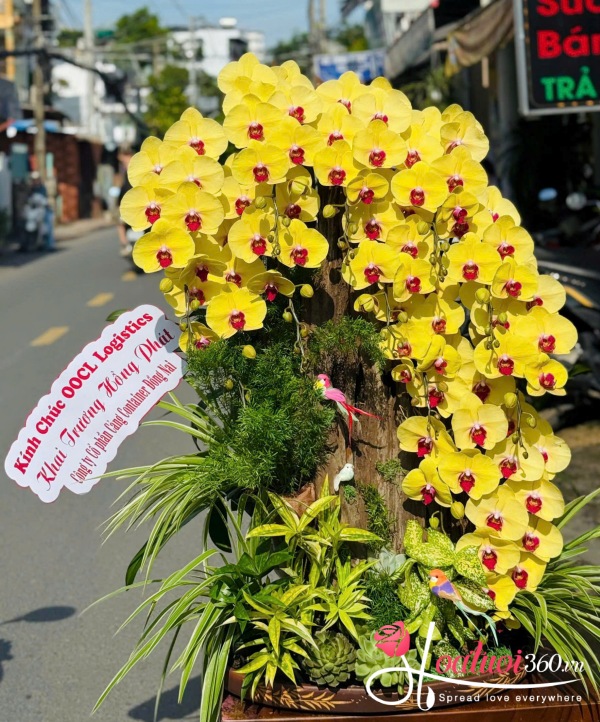 Lan hồ điệp ghép lũa - Thác lan tài lộc