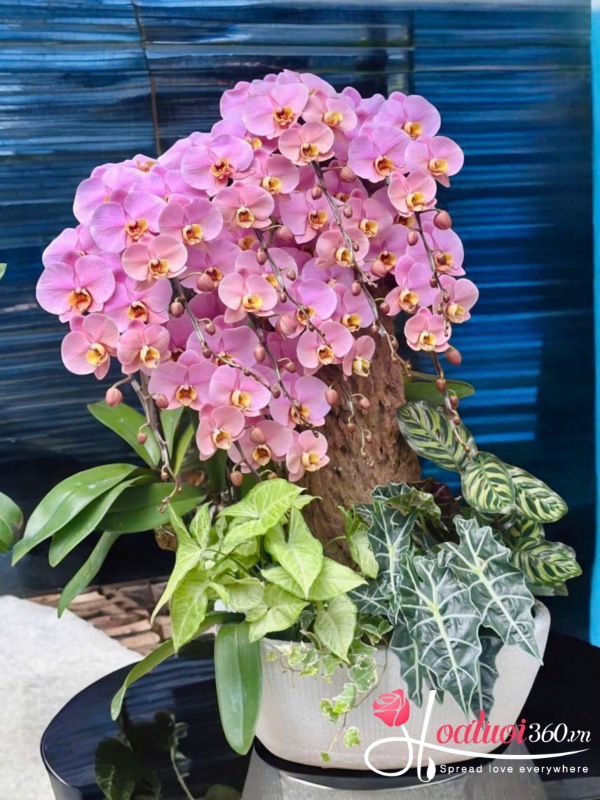 Lan hồ điệp ghép lũa - Thập nhất vạn phúc