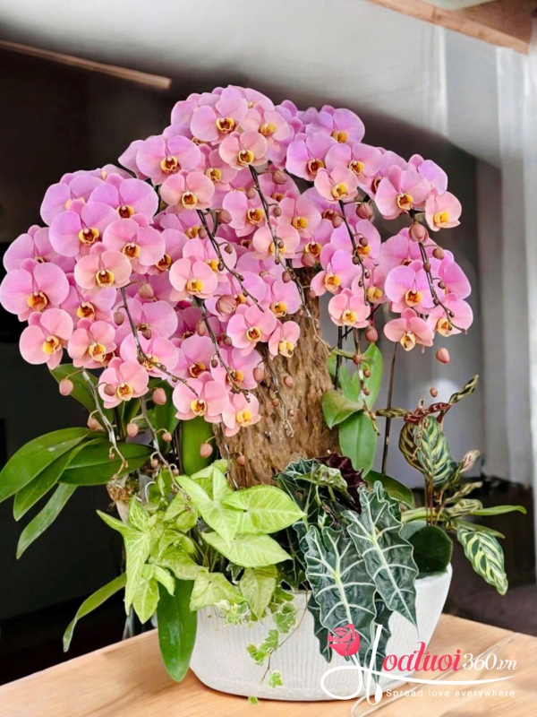 Lan hồ điệp ghép lũa - Thập tam khai tài