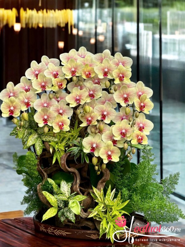 Lan hồ điệp ghép lũa - Thập toàn đại mỹ