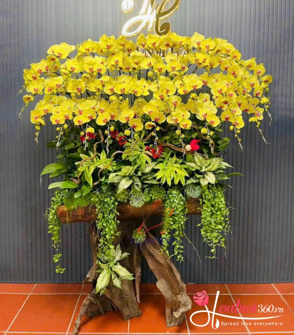 Lan hồ điệp ghép lũa - Thịnh vượng khai hoa