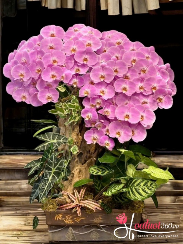 Lan hồ điệp ghép lũa - Tụ khí vượng tài