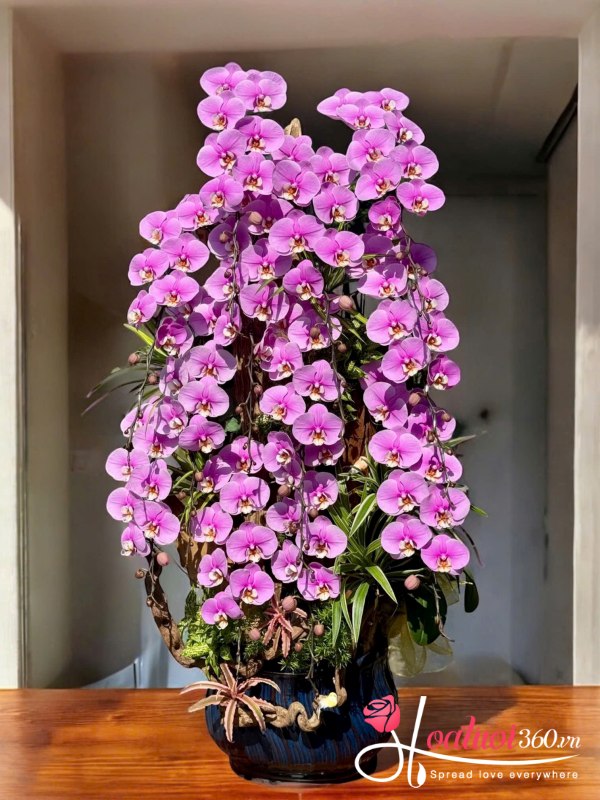 Lan hồ điệp ghép lũa - Vạn niên trường xuân