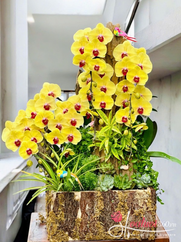 Lan hồ điệp ghép lũa - Vươn tới thành công