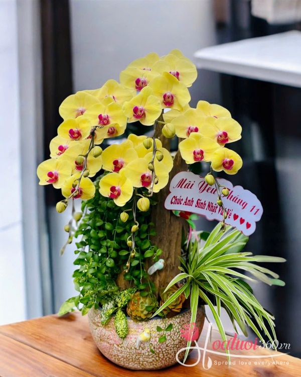 Lan hồ điệp ghép lũa - Vượng khí sinh tài