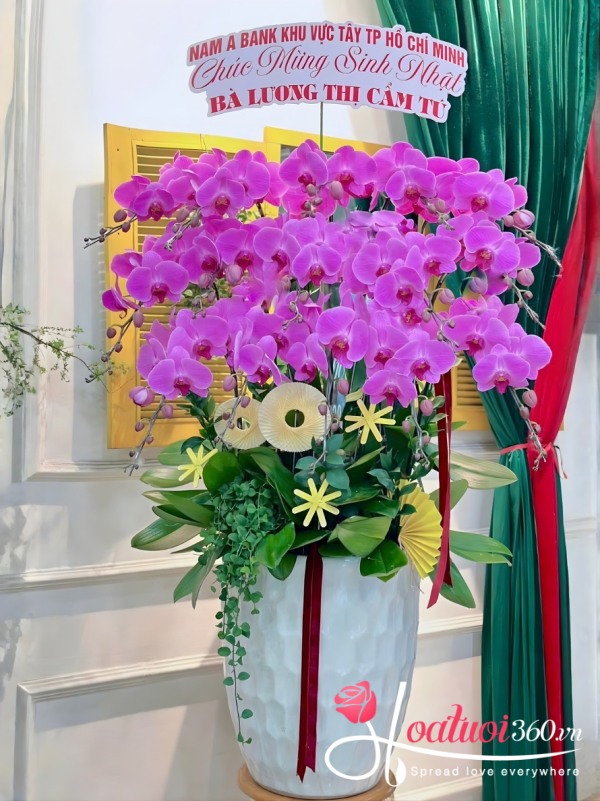 Chậu lan hồ điệp hồng - Mộng chiều xuân