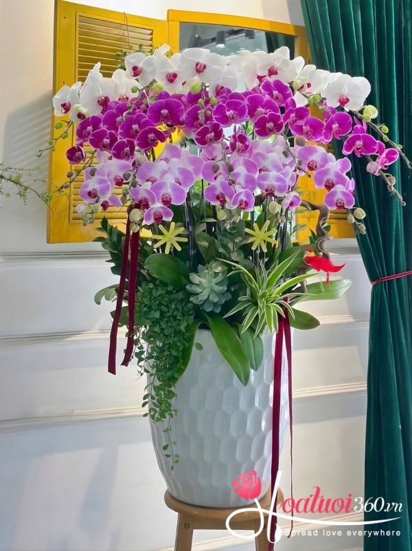 Chậu lan hồ điệp kết hợp - Ngàn hoa thắm tươi