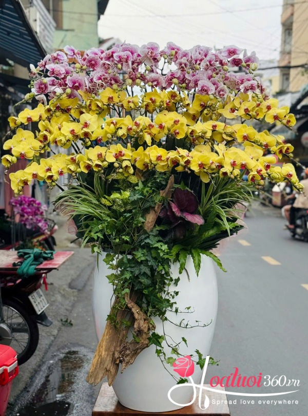 Lan hồ điệp kết hợp - Song hỷ hoàng kim