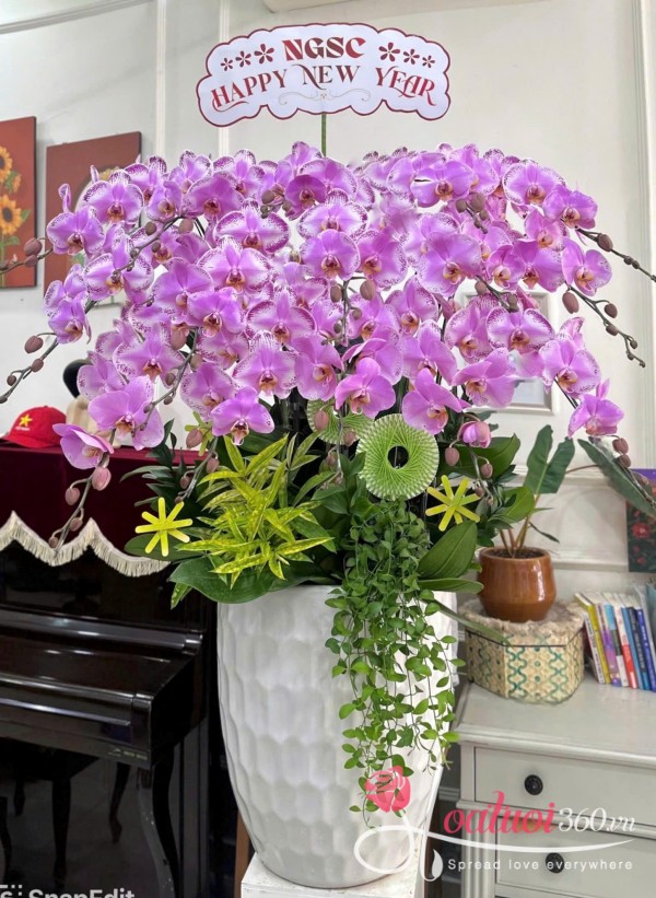 Chậu lan hồ điệp Tết - Khởi đầu huy hoàng