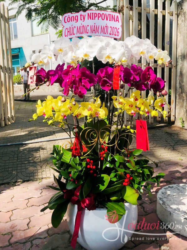 Chậu lan hồ điệp Tết 13 cành - Tam sắc thịnh vượng