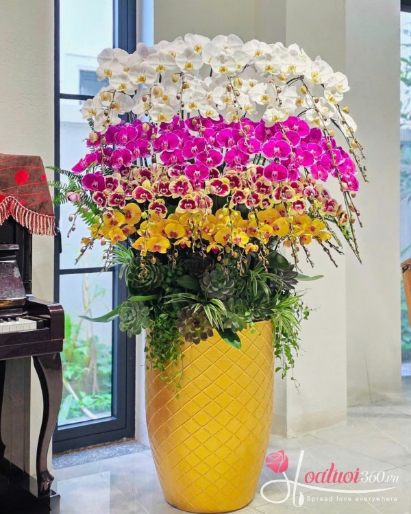Chậu lan hồ điệp Tết 50 cành - Tứ quý hưng thịnh