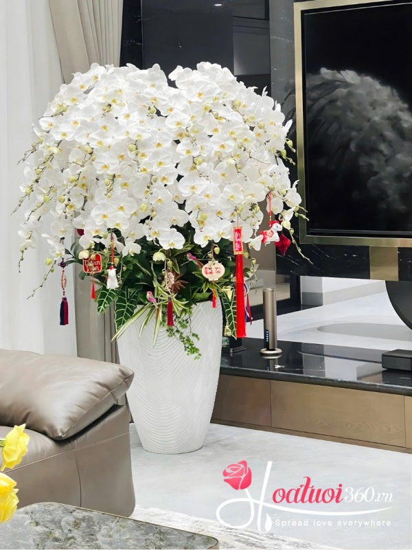 Chậu lan hồ điệp trắng - Tuyết mai khai lộc
