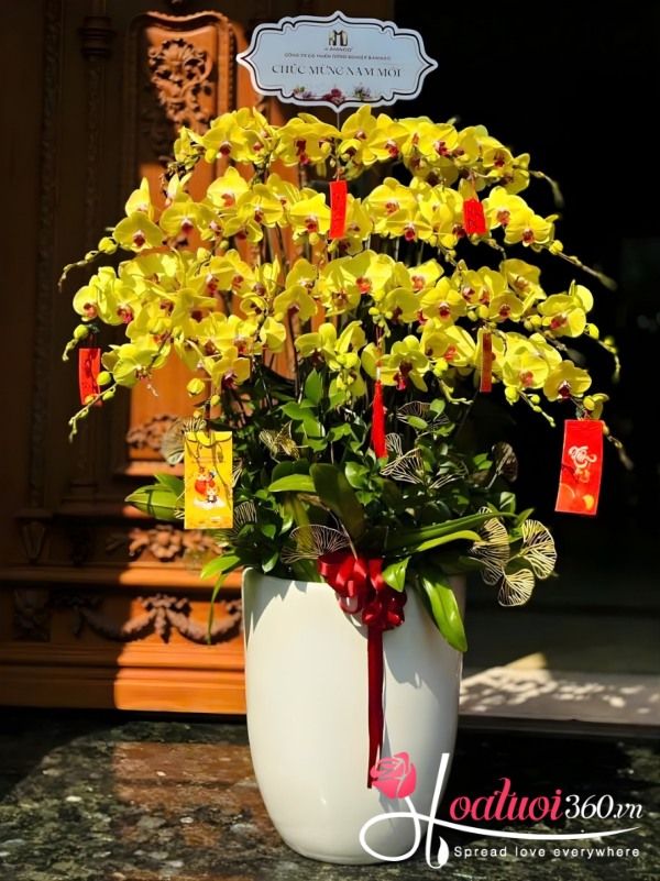 Chậu lan hồ điệp vàng - Khúc hát giao thừa