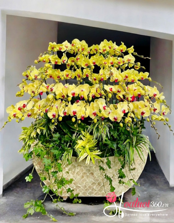 Lan hồ điệp vàng - Kim tiền tấn lộc