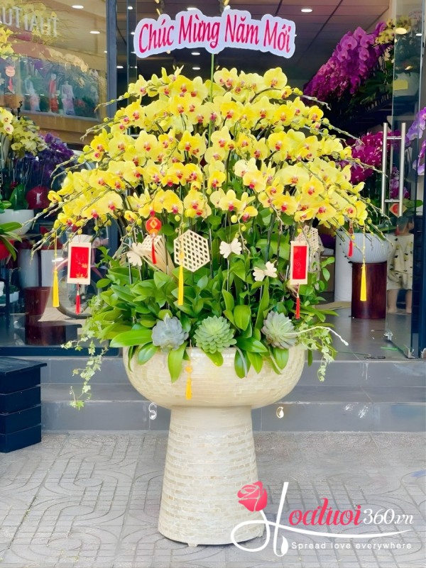 Chậu lan hồ điệp vàng - Vui xuân ngày mới