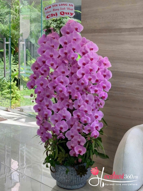 Chậu lan hồ điệp vip - Thiên điệp hội tụ