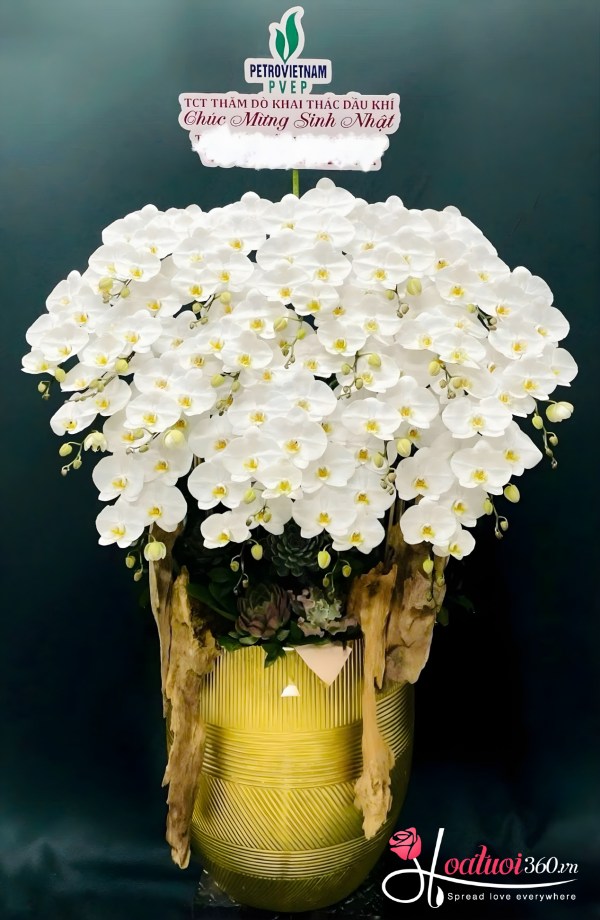 Chậu lan hồ điệp trắng - Bạch điệp kiêu sa