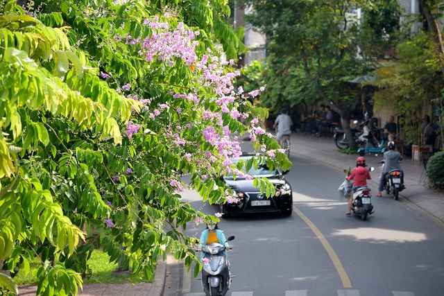 Hình ảnh con đường đầy hoa bằng lăng tím