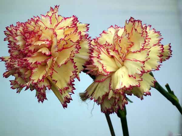 Hoa cẩm chướng vàng sự hối hận muộn màng