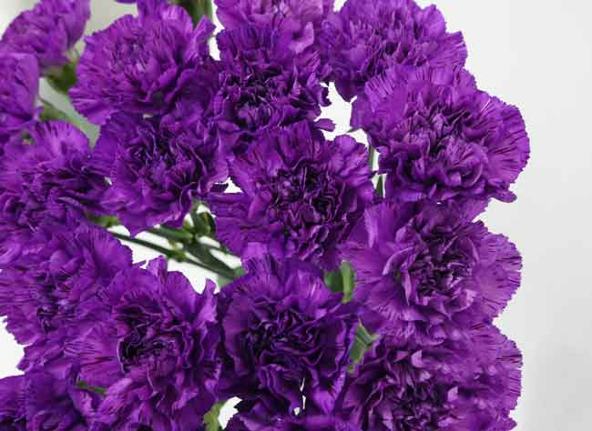Hoa cẩm chướng đẹp thu hút người yêu hoa