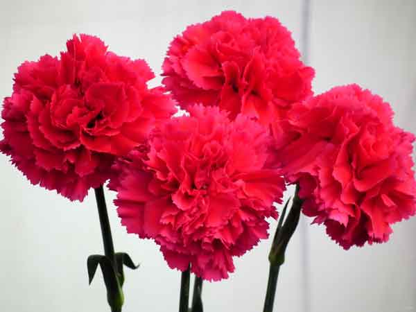 ý nghĩa hoa cẩm chướng đỏ đậm