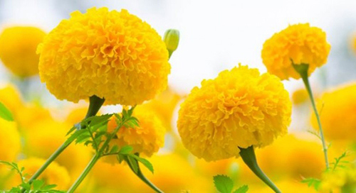 hoa cúc vạn thọ có ý nghĩa gì