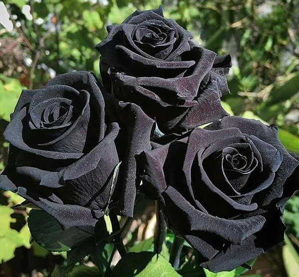 Hình ảnh hoa hồng nhung đen