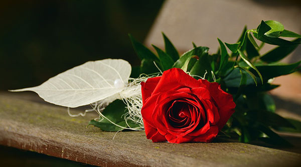 Hình ảnh hoa hồng nhung đỏ