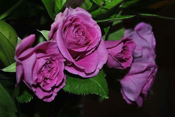 Hình ảnh hoa hồng nhung tím