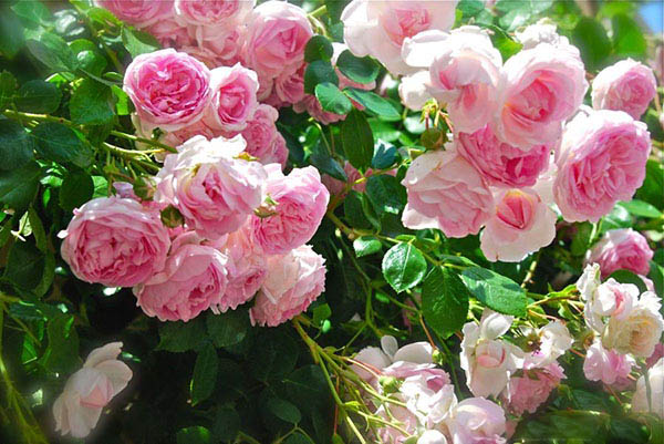 Hoa hồng phớt leo cũng là sự lựa chọn được ưa chuộng trong vườn nhà