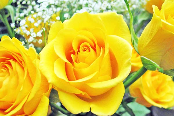 Hoa hồng vàng tô điểm thêm cho sắc hoa mùa thu