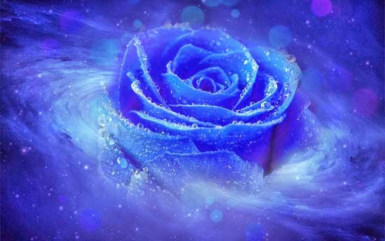 Hoa hồng xanh đẹp nhất thế giới