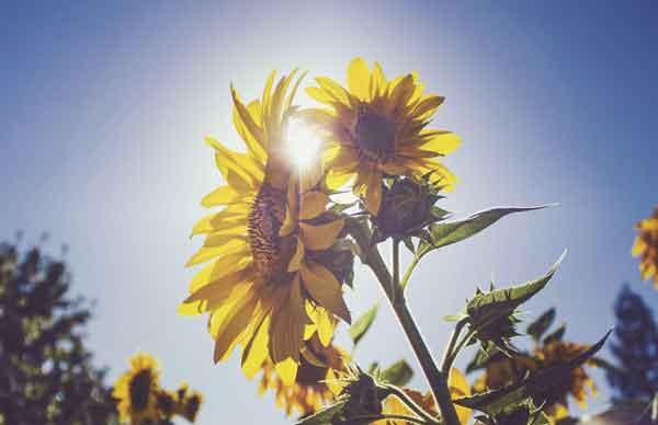 Hoa hướng dương loài hoa hướng về mặt trời