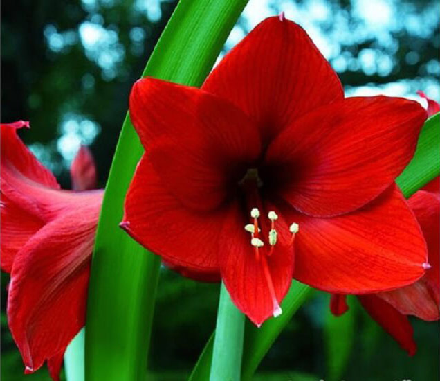 Hoa loa kèn đỏ tượng trưng cho sự lạnh lùng, kiêu hãnh