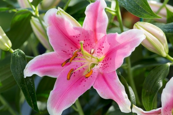 Hoa lily biểu tượng cho khả năng sinh nở của phụ nữ