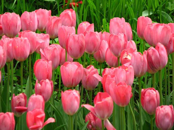cách trồng hoa tulip ra hoa đẹp