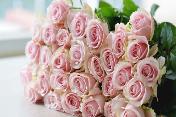 Những cành hoa hồng nhat đẹp quyến rũ