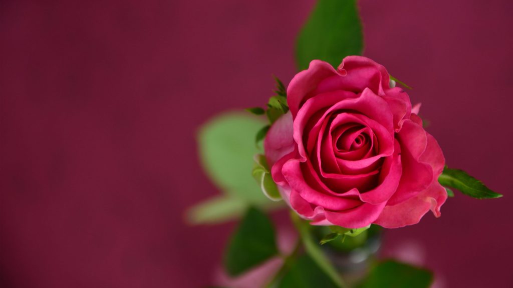 những câu nói hay nhất về hoa hồng