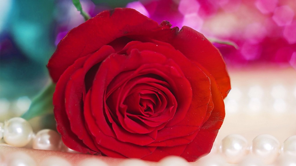 Ý nghĩa hoa hồng đỏ có sức hút mãnh liệt trong tình yêu