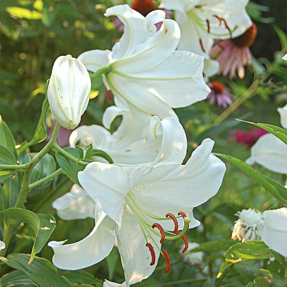 Hoa bách hợp trắng